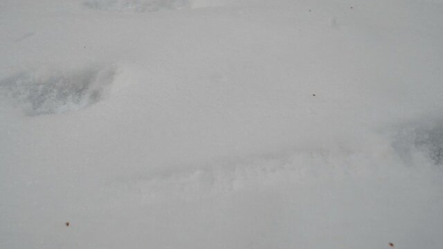 Dog Print Left on Snow, Animal Trail. Trail of the Wolf on the Snow in the Forest. Winter Forest with Animal Tracks. Clean and Frosty Daytime