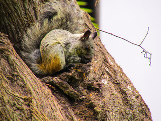 ardilla comiendo en el arbol 