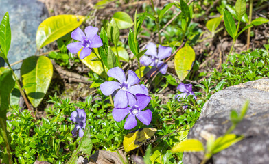 Purple blue flowers periwinkle garden in spring. Vinca minor perennial blooming plant close-up.