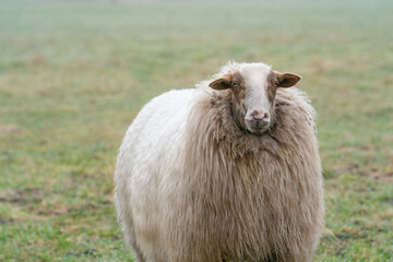 One sheep in the mist. The sheep looks into the camera, detail shot, part of body. Sheep stands in the spring grass. Agriculture and extensive traditional sheep breeding