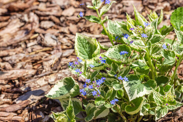 Bright small blue flowers similar to forget-me-nots.   Inflorescences and leaves decorative garden plant Brunnera macrophylla "Variegata» .