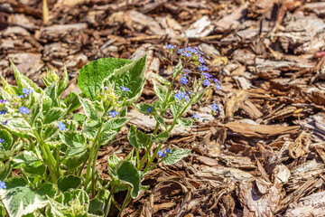 Bright small blue flowers similar to forget-me-nots.   Inflorescences and leaves decorative garden plant Brunnera macrophylla "Variegata» .