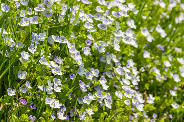 Obraz na płótnie Canvas Little blue flowers Veronica filiformis creeping speedwell in the garden. Perennial groundcover herbaceous plant. Natural spring background. Selective focus