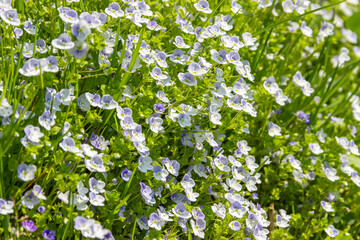 Little blue flowers Veronica filiformis creeping speedwell in the garden. Perennial  groundcover herbaceous plant.  Natural spring background.    Selective focus