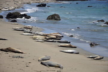 Seelöwen am Strand am Pacific Coast Highway, Kalifornien