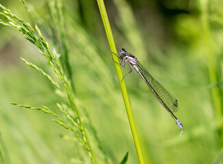 Blue dragonfly on a green blade of grass in a meadow. Insects in nature close up.