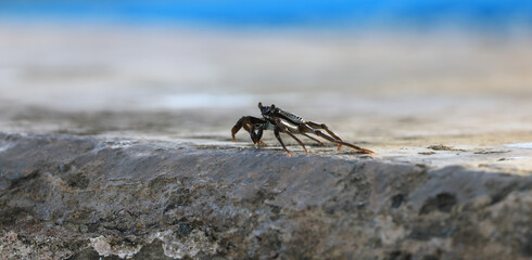 aquatic sea crab on a tropical island