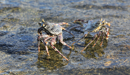 aquatic sea crab on a tropical island