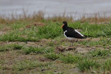 oystercatcher