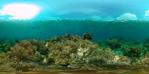 Coral reef and tropical fishes. The underwater world of the Philippines. Philippines. 360 panorama VR
