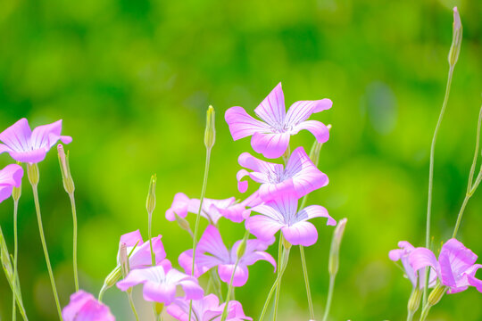 アグロステンマ Images Browse 131 Stock Photos Vectors And Video Adobe Stock