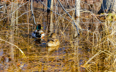 Ducks in thawed spring water in the forest.