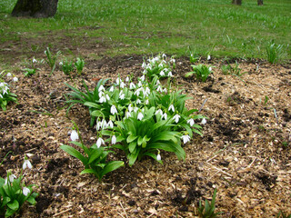 White snowdrops on a green meadow in early spring.