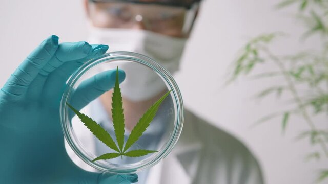 A scientist is checking and analyzing a cannabis sativa experiment , hemp plant  for herbal pharmaceutical cbd oil in a laboratory