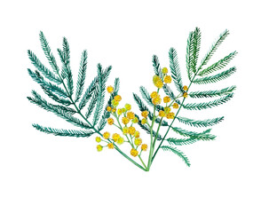 Mimosa branch. Watercolor illustration on white background