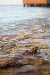 Close up shot of a crabs in the water. Nature