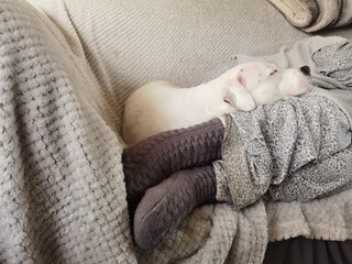 Small white dog lying down sleeping with head resting on persons legs. Womans legs stretched out on sofa with domestic family pet asleep by feet.
