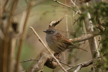 Accenteur mouchet en hiver à Toucy (2007 02 17 Yonne - 105)