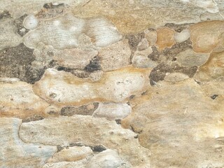 The surface of the tree trunk, nature wood background.The texture of the bark.