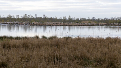 Eine Flamingo Kolonie im Zwillbrocker Venn mit fliegenden Lachmöwen