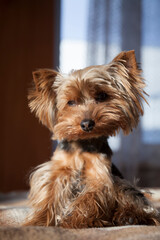 Small Yorkshire Terrier dog in the home interior is illuminated by the sun's rays.