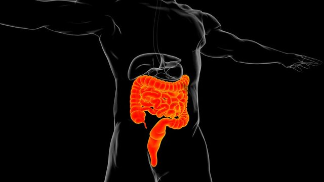 Small and Large Intestine 3D Illustration Human Digestive System Anatomy