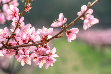 Pink flowers Blooming peach tree in spring. green grass as background.