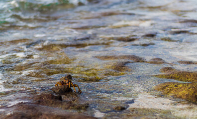 Close up shot of a crabs in the water. Nature
