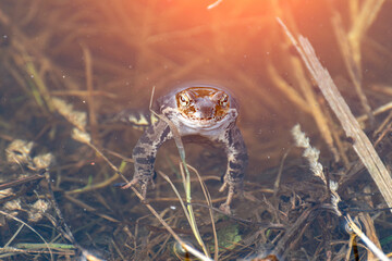 common frog in a clear puddle