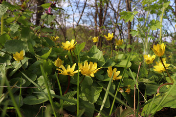 Yellow spring flowers on the forest lawn. Ranunculaceae, buttercup or crowfoot flowering medicinal plant. 
