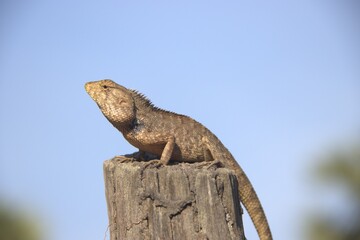 Cambodia. Changeable lizard. Calotes is a genus of lizards in the draconine clade of the family Agamidae. The genus contains 25 species. Siem Reap province.