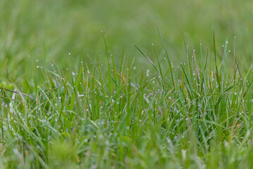 Grüne Wiese, Weide, Rasen, Liegewiese #2