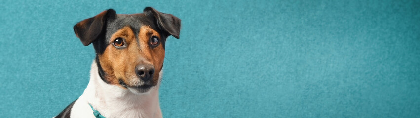Dog breed Jack Russell Terrier sitting on a blue couch with copy space banner