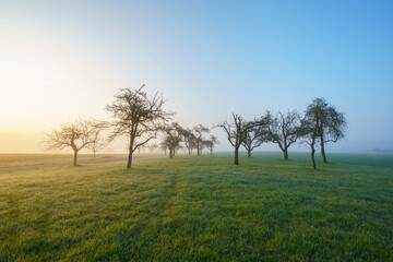 Streuobstwiese im Nebel © Joachim Berninger
