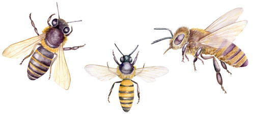 Watercolor illustration with honey bees, set of hand drawn insects isolated on white background. Botanical illustration