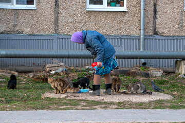 a woman feeds cats on the street