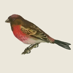 Calm watercolor bird. Poster on the wall in the bedroom or nursery. Yellow exotic bird on a branch. Light background.