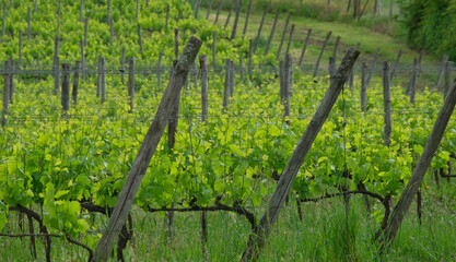 Fototapeta na wymiar Un vigneto nella regione vinicola del Chianti in Toscana.