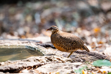 Green - legged Partridge