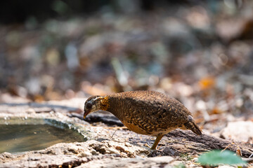 Green - legged Partridge