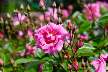 pink rose with a lot of buds