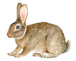 Watercolor rabbit illustration isolated on white background.