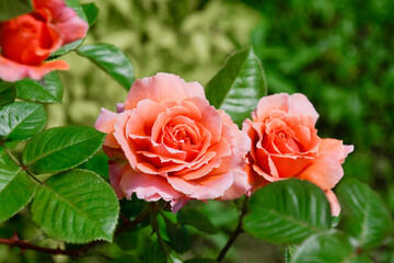 orange roses