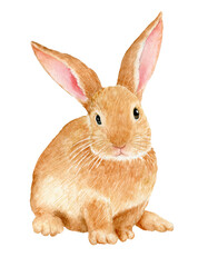 Watercolor sitting rabbit illustration isolated on white background. 