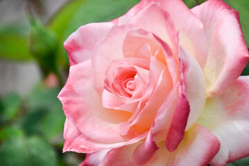 Fototapeta na wymiar pink rose close-up