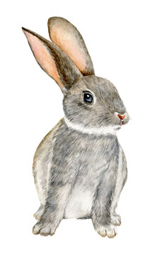 Watercolor sitting rabbit illustration isolated on white background. 