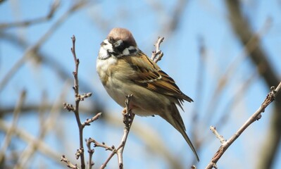Sparrow on tree branch against blue sky in spring, closeup