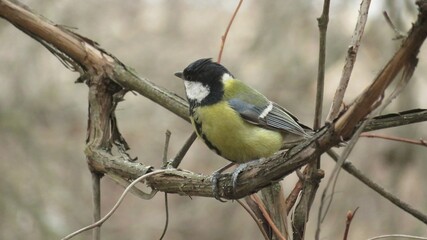 Fototapeta premium Great tit on the grape vine in the garden in spring, closeup