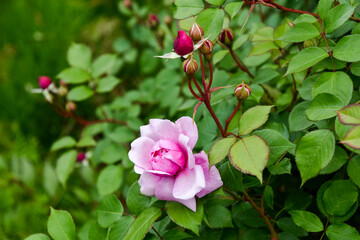 pink rose in the garden