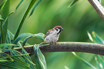 Eurasian tree sparrow on a branch